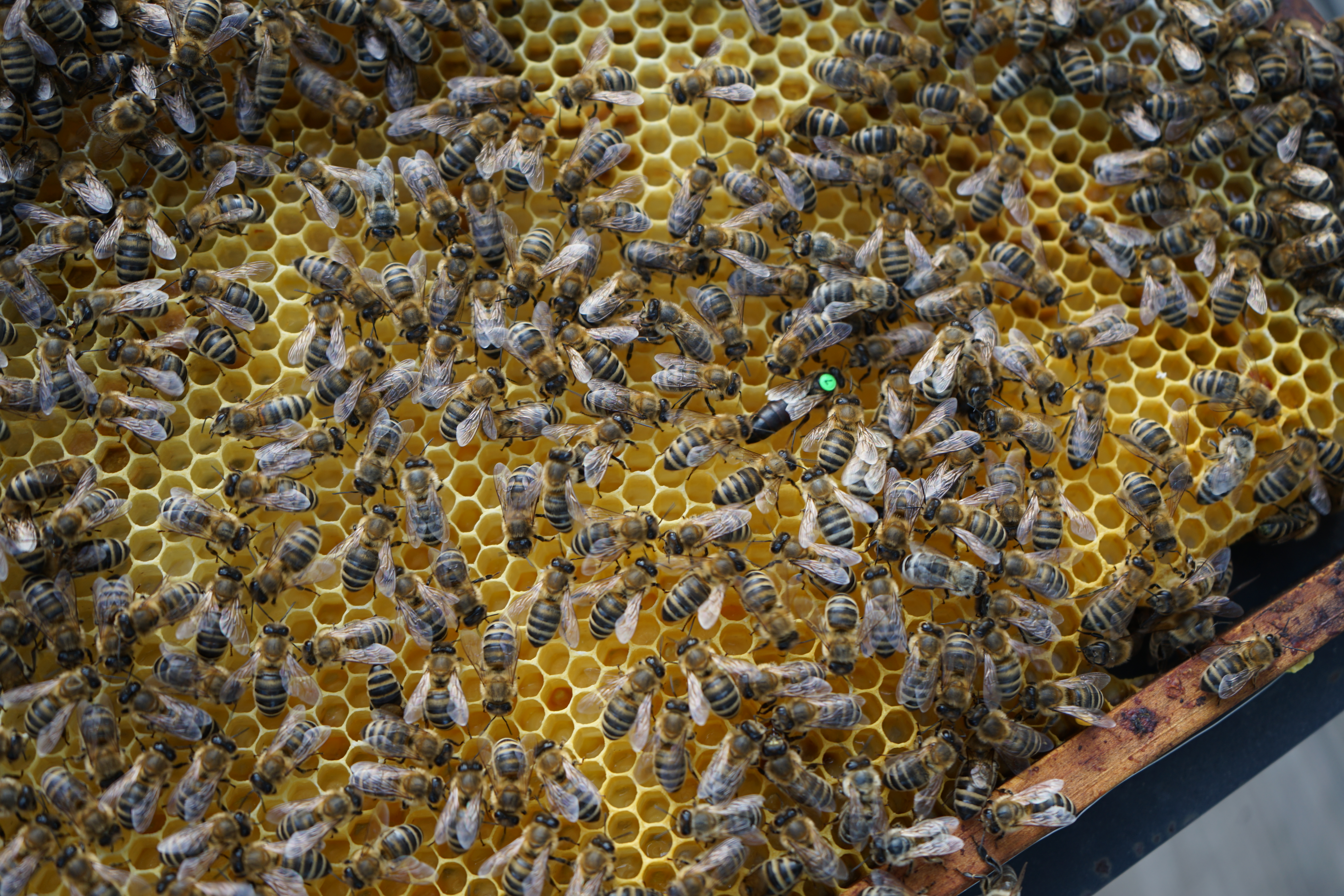 Bienen auf Honigwabe mit markierter Königin